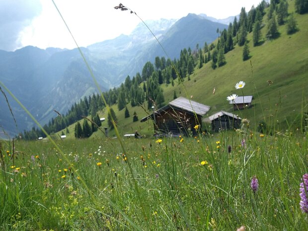 Dorfbergwiesen 26.06.25